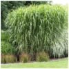 MISCANTHUS GIGANTEUS