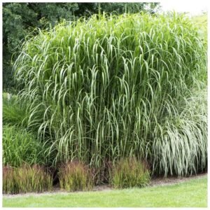 MISCANTHUS GIGANTEUS