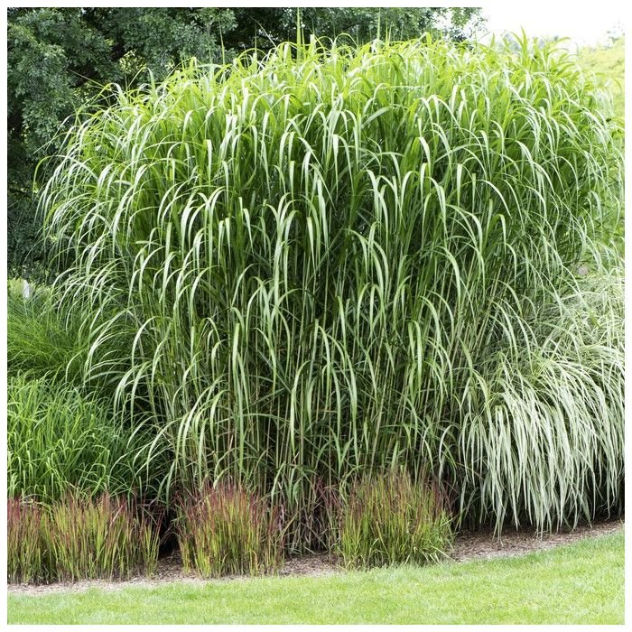 MISCANTHUS GIGANTEUS MISCANTHUS GIGANTEUS