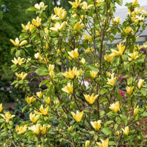 Magnolia Daphne
