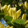 Magnolia Daphne Miss Honeybee x Gold Crown 95399 pds 268 2007.0417 413
