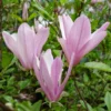 Magnolia George Henry Kern 2022 D wm