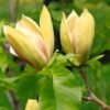 Magnolija Sunsation Magnolia