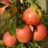 Malus domestica J.GRIVE 1000x1000 1