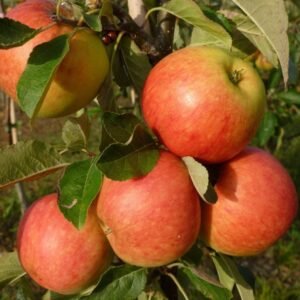 Malus domestica J.GRIVE 1000x1000 1