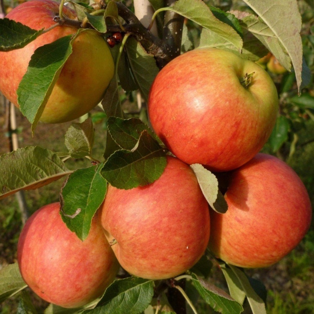Malus domestica J.GRIVE 1000x1000 1 Malus domestica J.GRIVE 1000x1000 1