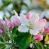 Malus scheideckeri Red Jade 780x520 1