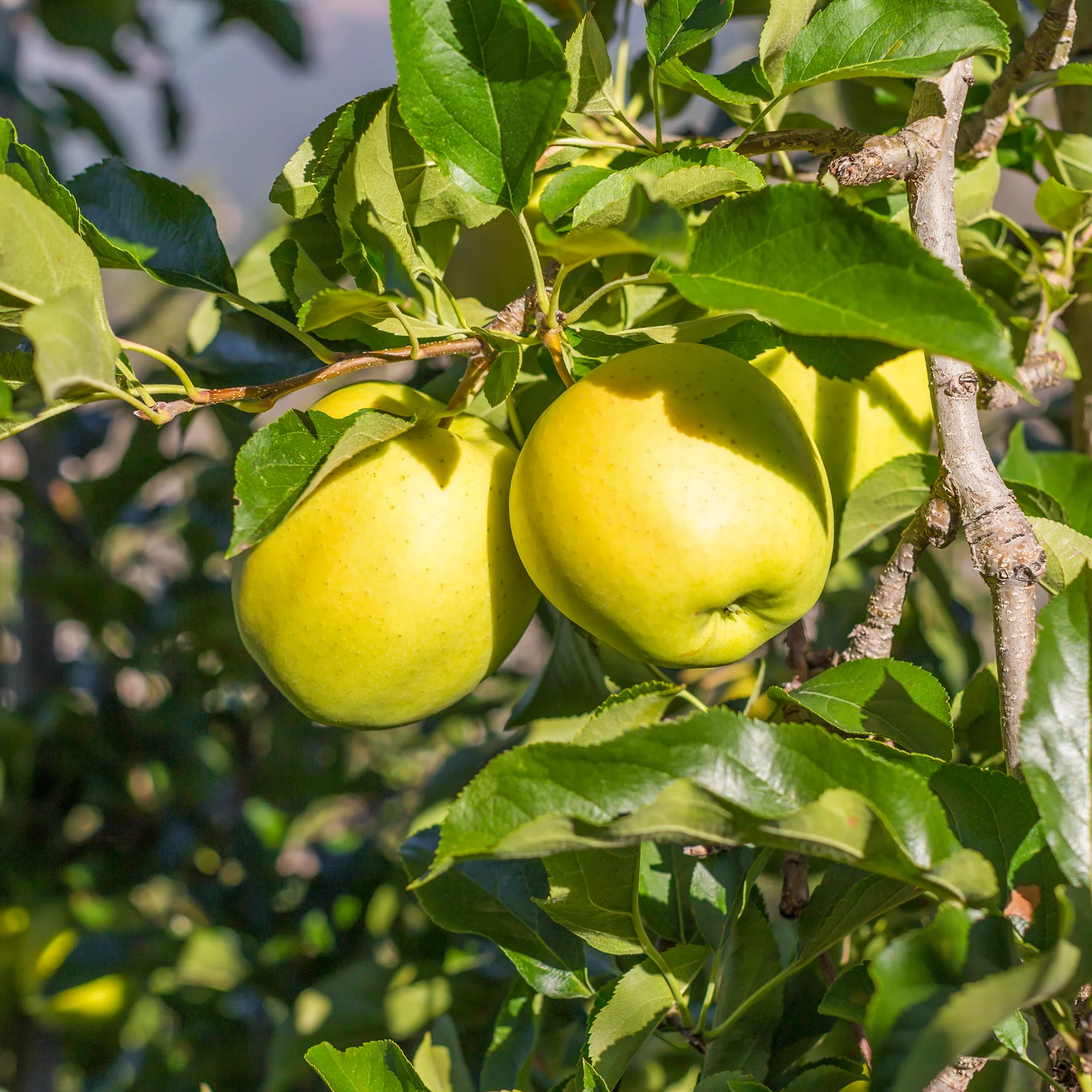 Malusdomestica GoldenDelicious 1 Malusdomestica GoldenDelicious 1