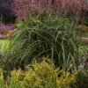 Miscanthus Malepartus