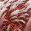 Miscanthussinensis LadyinRed 2