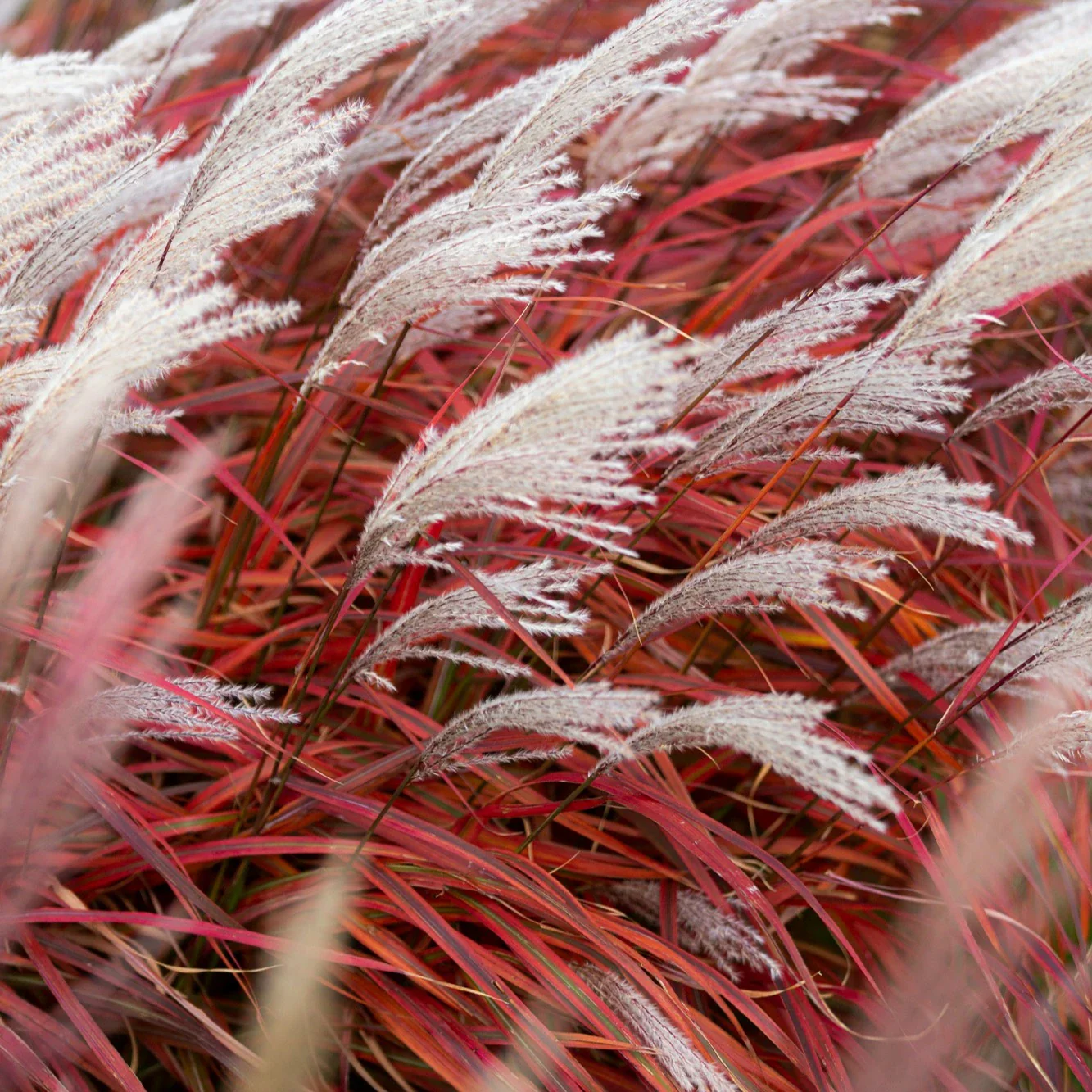 Miscanthussinensis LadyinRed 2 Miscanthussinensis LadyinRed 2