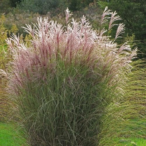 Miscanthussinensis MorningLight Miscanthussinensis MorningLight