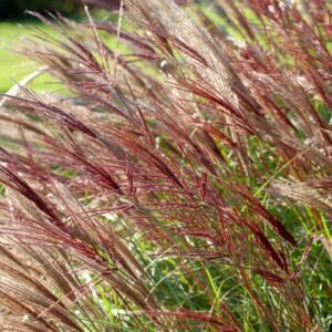 Miskantas RED CHiEF miscanthus sinensis sodinukas 1200x1200 product thumb