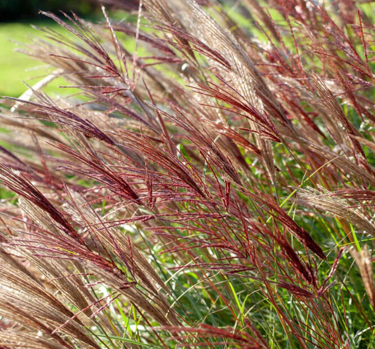 Miskantas RED CHiEF miscanthus sinensis sodinukas 1200x1200 product thumb Miskantas RED CHiEF miscanthus sinensis sodinukas 1200x1200 product thumb
