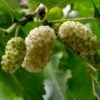 Morus alba Spirata