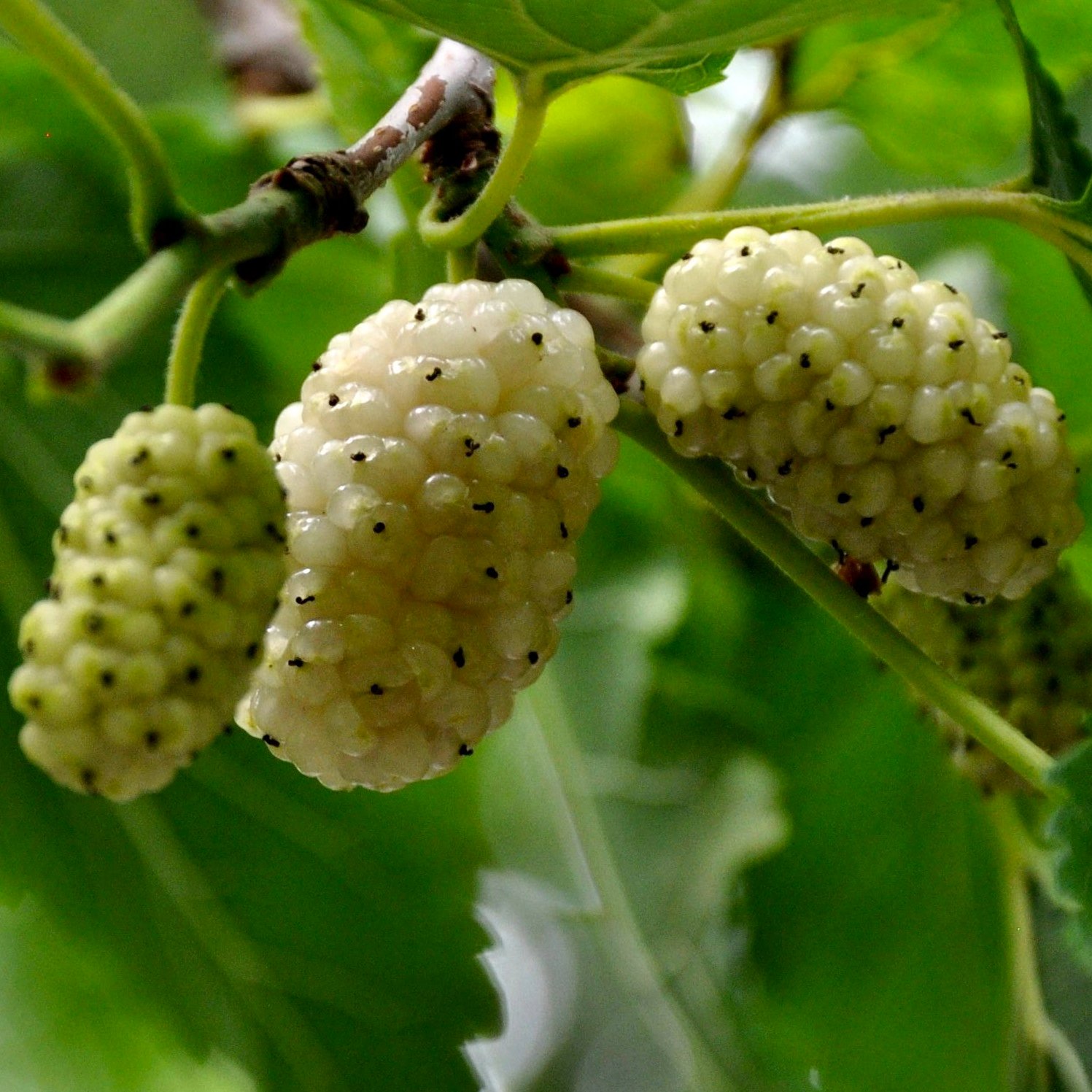Morus alba Spirata Morus alba Spirata