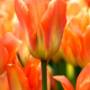 Orange Emperor