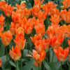 Orange Emperor1