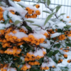 Orange Glow1 5