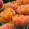 Orange Princess1