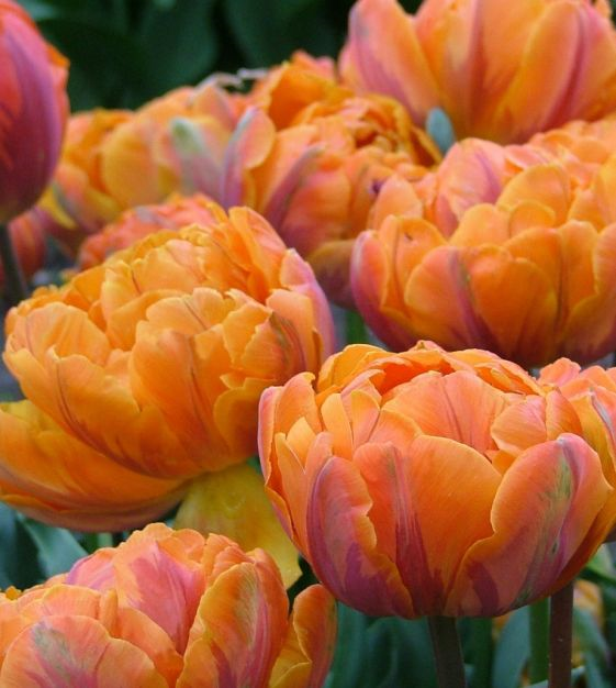 Orange Princess1 Orange Princess1