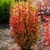 Orange Rocket Barberry 1 1024x1024 700x700 1