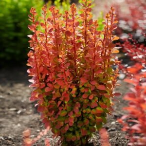 Orange Rocket Barberry 1 1024x1024 700x700 1