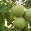 Orzech Wloski Juglans regia Mars