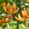 PEPPARD GOLD1 1