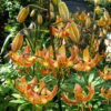 PEPPARD GOLD1 2