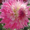 PINELANDS PRINCESS 1 1