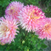 PINELANDS PRINCESS 1 2
