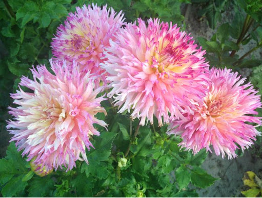 PINELANDS PRINCESS 1 2 PINELANDS PRINCESS 1 2