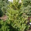 PINUS PARVIFLORA CHIKUSA GOTEN extra big 9892 092