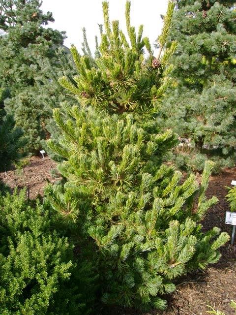 PINUS PARVIFLORA CHIKUSA GOTEN extra big 9892 092 PINUS PARVIFLORA CHIKUSA GOTEN extra big 9892 092