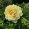 Paeonia Tree Yellow 2 1024x1024 1
