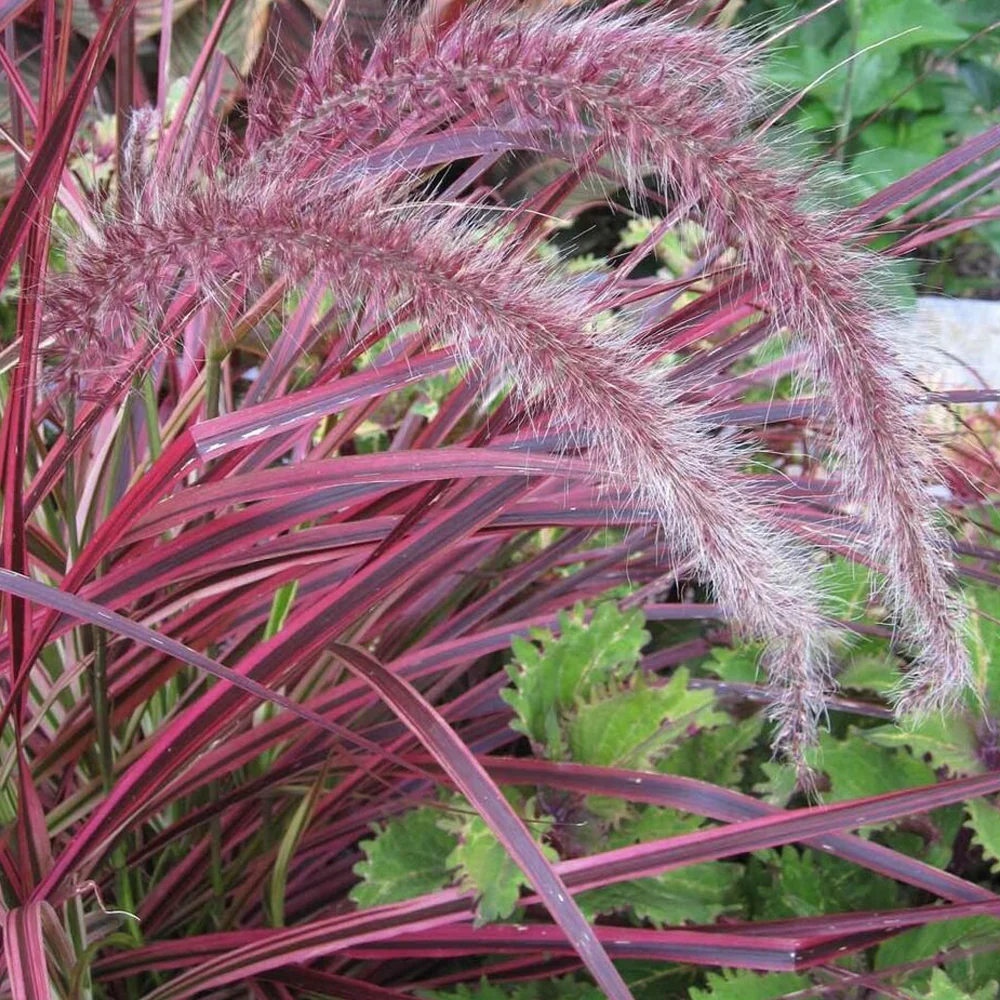Pennisetum Fireworks 5 Pennisetum Fireworks 5
