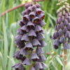 Persica