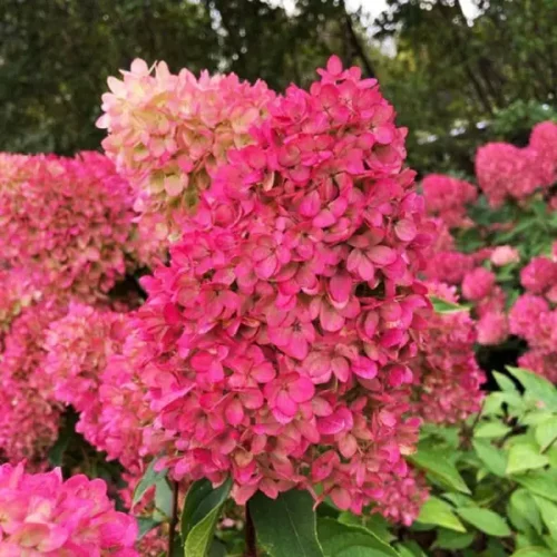 Petite Flori hortenzijas Petite Flori hortenzijas