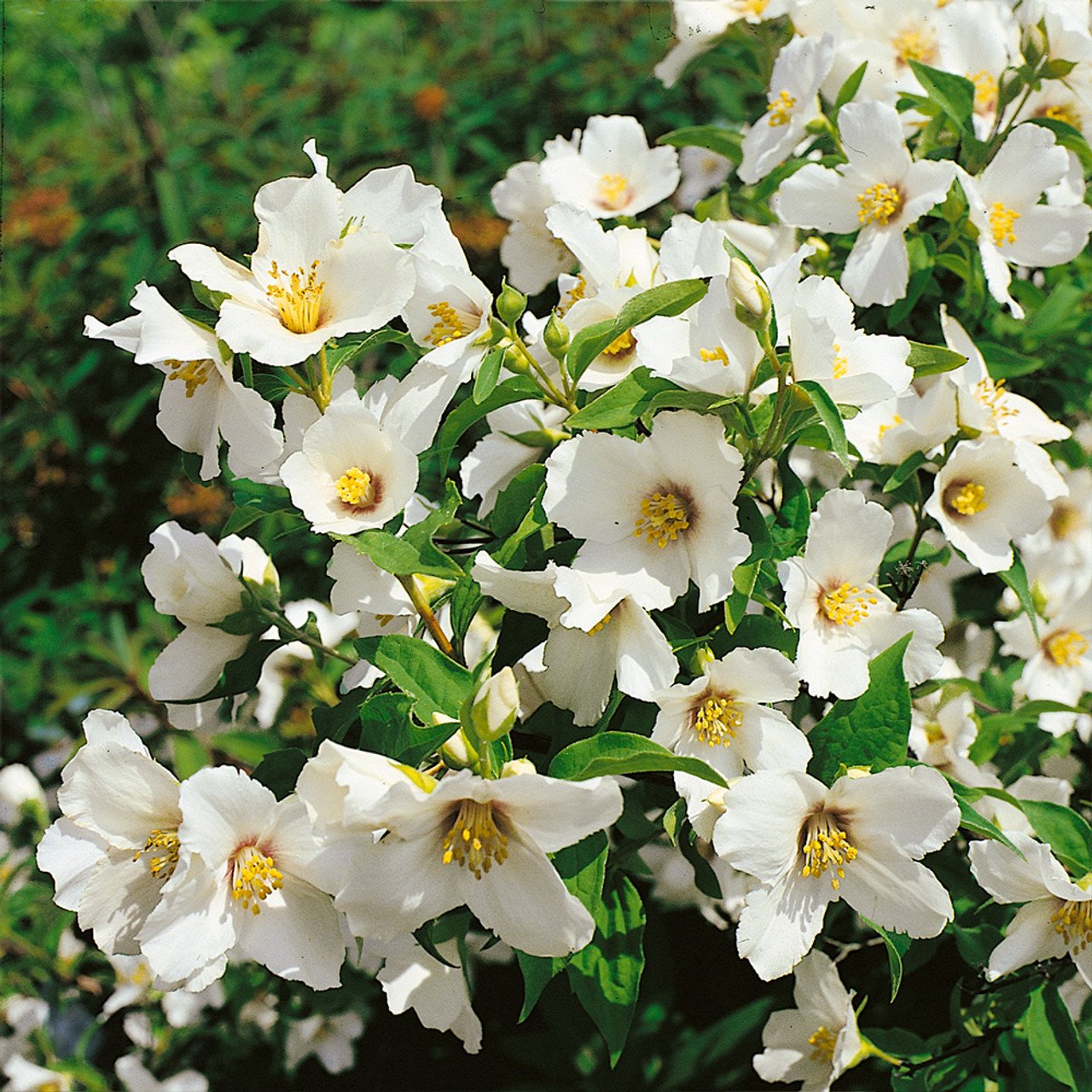 Philadelphus Belle Etoile 0015322 36762 Philadelphus Belle Etoile 0015322 36762