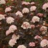 Physocarpus opulifolius Andre