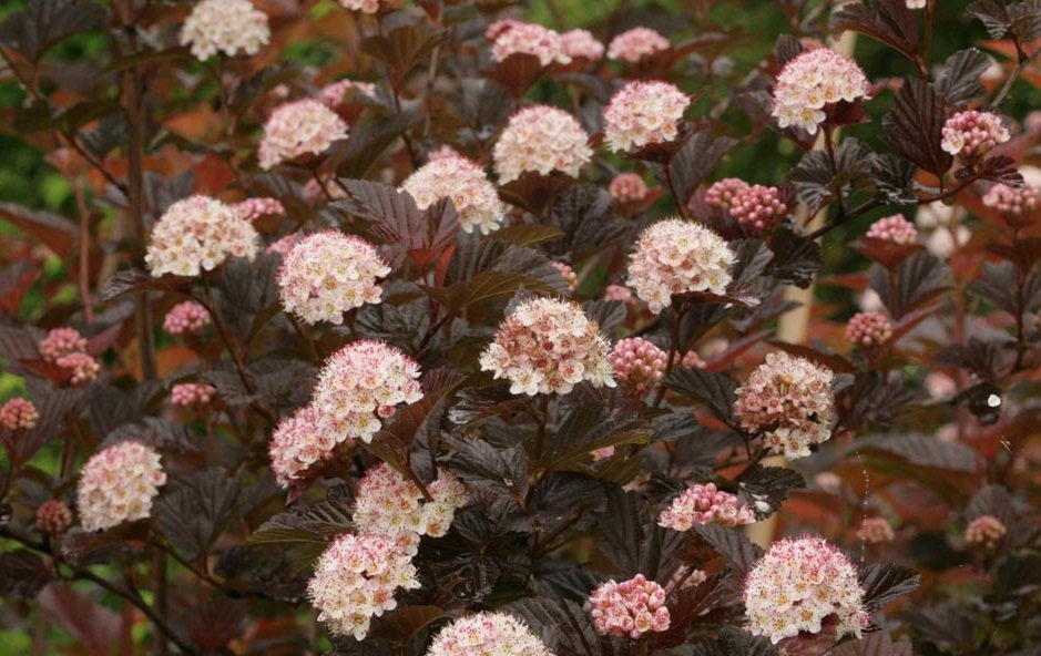 Physocarpus opulifolius Andre Physocarpus opulifolius Andre