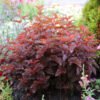 Physocarpus Lady in Red 78654