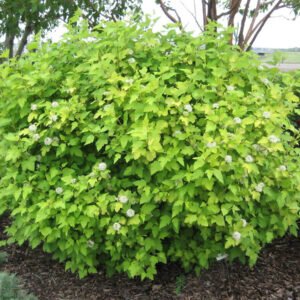 Physocarpus opulifolius Nugget bron
