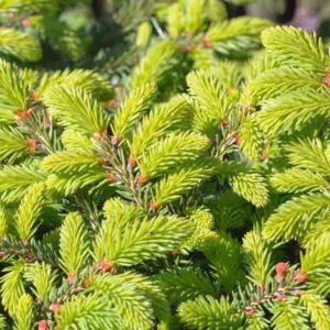 Picea abies Nidiformis
