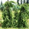 Picea omorika Pendula 600x600 1
