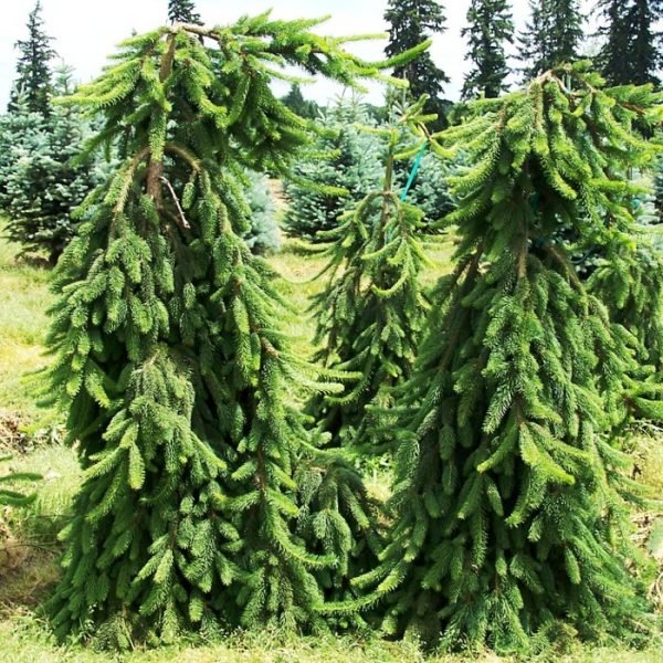 Picea omorika Pendula 600x600 1 Picea omorika Pendula 600x600 1