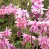 Pink Barlow1 2