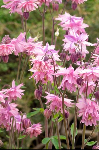 Pink Barlow1 2 Pink Barlow1 2