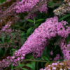 Pink Cascade1 1